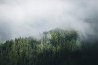 Nebliger und geheimnisvoller Tannenwald im Schwarzwald von Lennart ter Harmsel Miniaturansicht