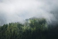 Misty and mysterious pine forest in the Black Forest