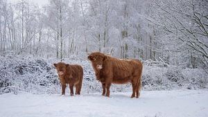 Schottischer Hochländer mit Kalb...