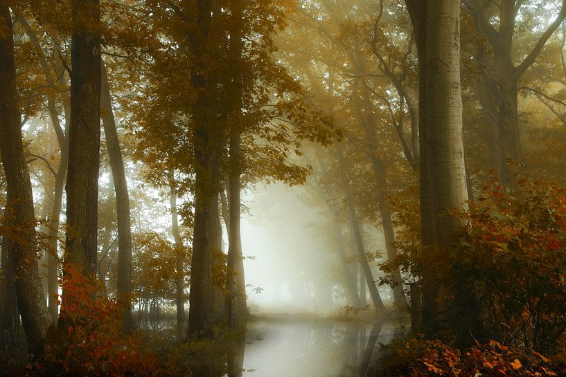 Forêt brumeuse VIII sur Kees van Dongen