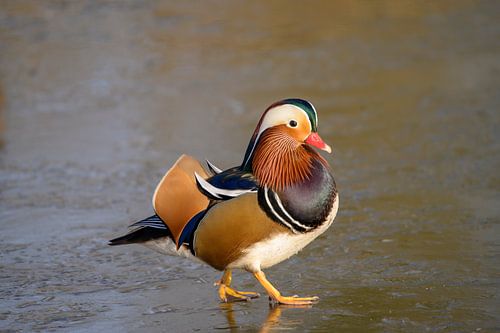 Mandarin duck walks on the ice