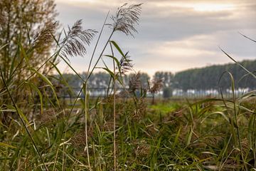 Dordtse Biesbosch-Herbst