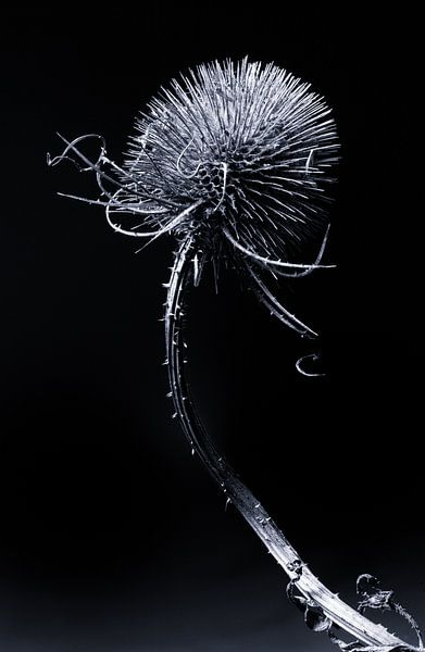 kaardebol by Peter Laarakker