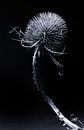 kaardebol by Peter Laarakker thumbnail