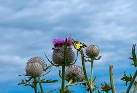 Butterfly by Florian Kampes