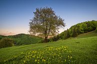 Sunset Tree 1 van Peter Oslanec thumbnail