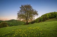 Sunset Tree 1