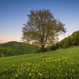 Sunset Tree 1 sur Peter Oslanec