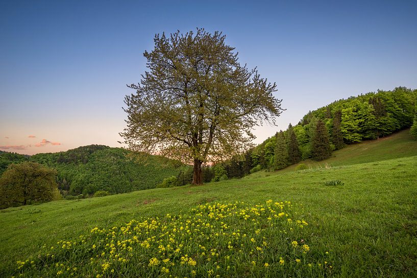 Sunset Tree 1 par Peter Oslanec