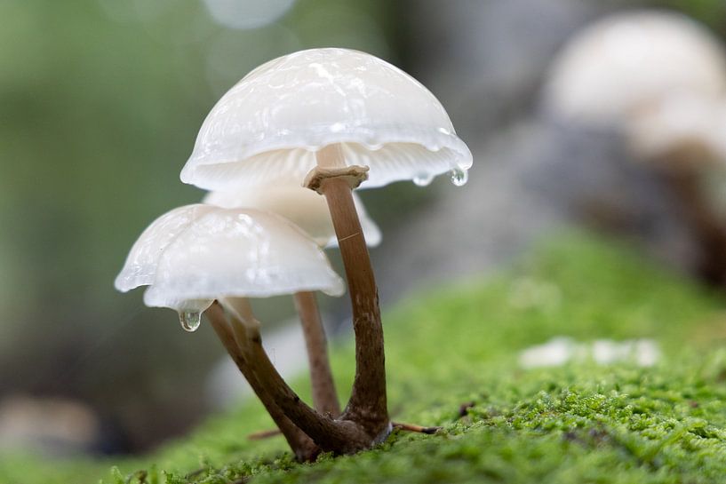 Porzellanpilz von @Unique