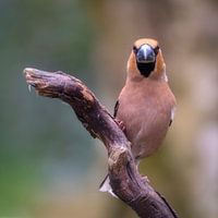 Dur à cuire