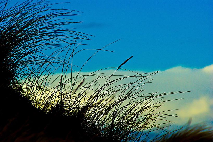 Dune vegetation by Norbert Sülzner