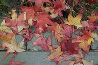 Herbstblatt