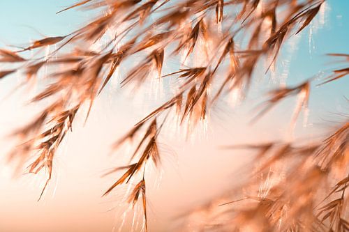 Gouden Rietpluimen – Zonnige Natuurfotografie aan het Water | Rustig Landschap