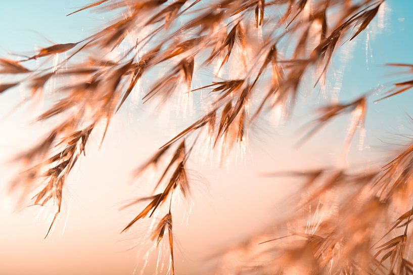 Golden cane plumes by Hilde Remerie Photography and digital art