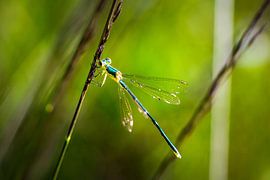 Dragonfly in green by Esther's Photos