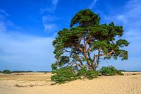 Hohe Veluwe