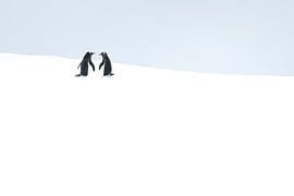 Felsenpinguine in der Leere – Minimalistische Antarktis