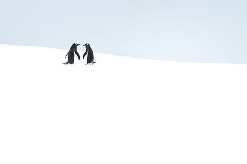 Les manchots papous dans le Vide – L'Antarctique minimaliste