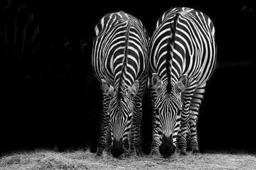 Zebra stel | Zwart wit | Portret | Fotografie