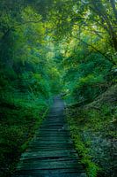 A wooden path winds through a green forest