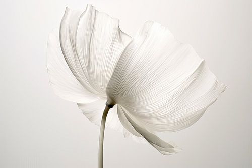 Doorzichtige bloemen