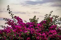 Farbenfrohe Natur auf Lanzarote