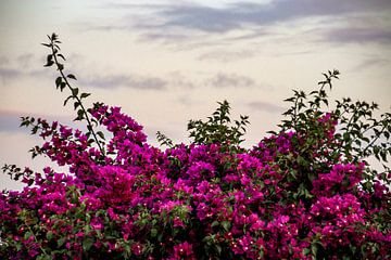 Colourful nature in Lanzarote by Esma Vurgun