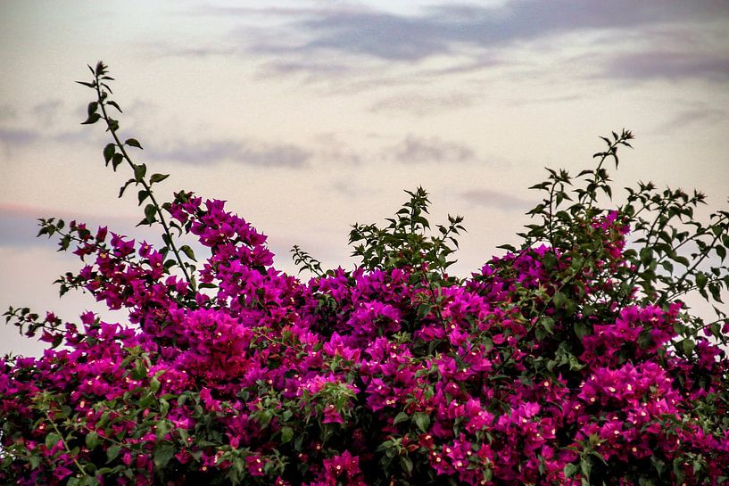 Farbenfrohe Natur auf Lanzarote von Esma Vurgun