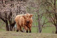 Als deze menigte in beweging komt. Een jonge, Schotse Highland stier komt in beweging
