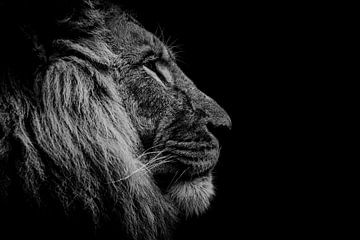 Lion head more contrast by Claire Groeneveld