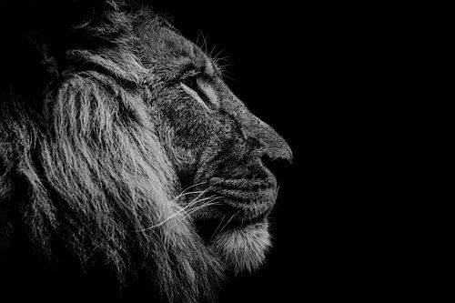 Leeuwenkop meer contrast