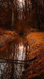 Paysage forestier surréaliste sur Pim Haring