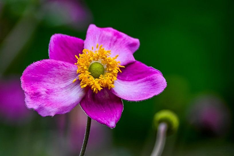#Flowers by Hannie Berkers-Looijmans
