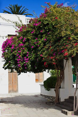 Bouganvillea Baum auf Lanzarote