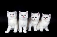 Reihe von vier weißen Kätzchen auf schwarzem Hintergrund von Ben Schonewille Miniaturansicht