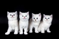 Row of four young white kittens isolated on black background