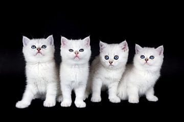 Rij witte kittens op zwarte achtergrond