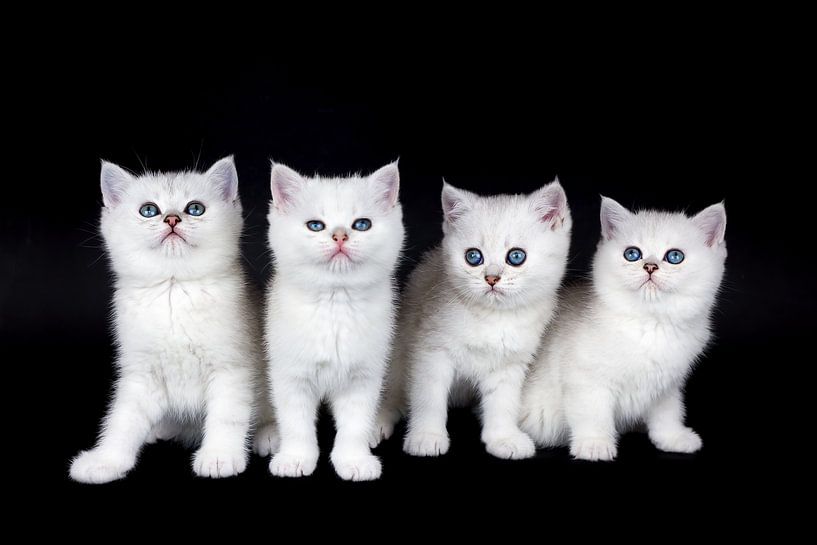 Reihe von vier weißen Kätzchen auf schwarzem Hintergrund von Ben Schonewille