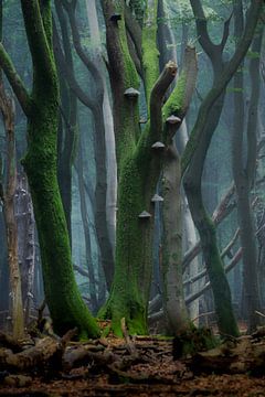 Stimmungsvoller Wald auf der Veluwe