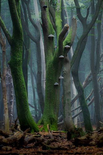 Moody forest op de Veluwe