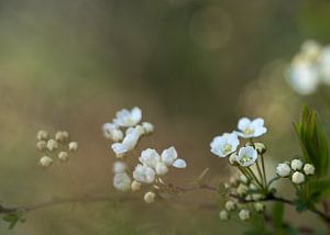 Blüte