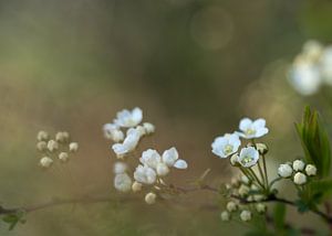 Blüte von Carine Belzon