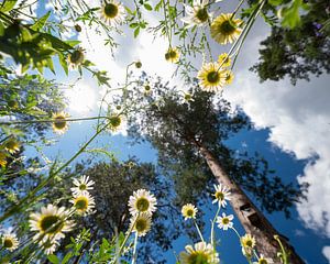 The world from below by Robert Geerdinck