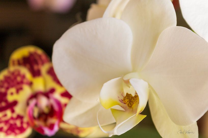 In the Presence of Blossoms by Piret Victoria Ribas Art & Photography