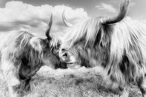 Deux bovins écossais Highland