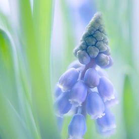 blue grapes / grape hyacinths by Petra van der Spek