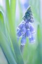 Blaue Trauben / Traubenhyazinthen von Petra van der Spek Miniaturansicht