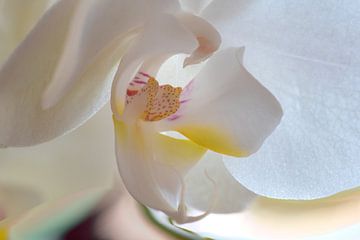 Orchidee 003