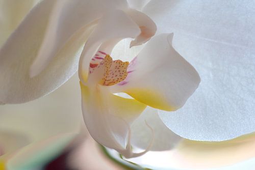 Orchidee 003 van Hans Heemsbergen